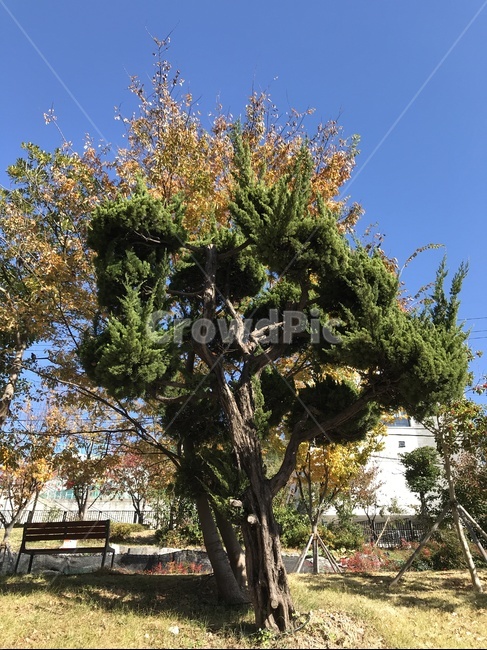 tree,나무,plant,식물,하늘,파란하늘,푸른하늘,단풍,가을,계절,fall,autumn,season,식물,자연,plants,nature,나무,trees,wood