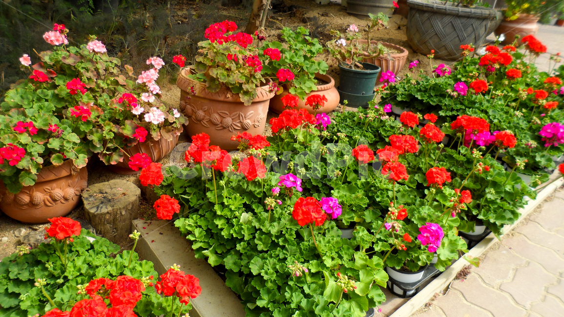 blossom,꽃,flower,plant,식물,화분,pottedplant,꽃,flower,실내용화초,화분,화초,house plant