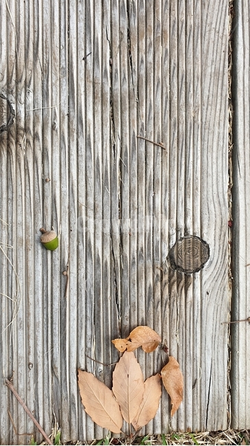 wood,나무,plant,식물,도토리,자연,풍경