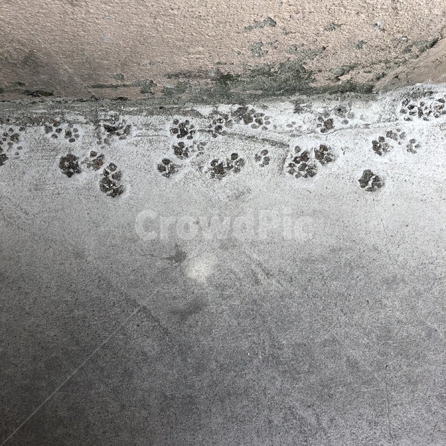 고양이,시멘트,거리,길,발자국,고양이발자국