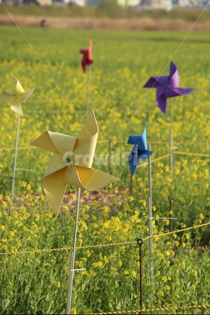 부산,강서30리,바람개비,유채꽃,봄,사물,물건,오브젝트,thing,object,matter