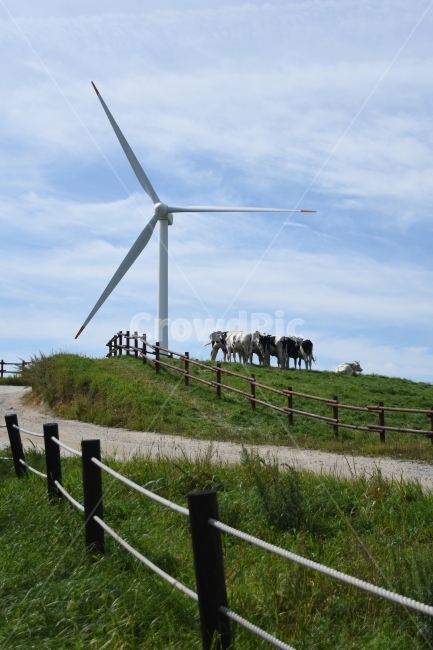 목장,젖소,초록색,발전소,풍경,동물,animal,포유류,mammal,산업,industry,industrial,목축업,목장,livestock farming,ranching,pasture,에너지산업,energy industry,machine,기계,engine,엔진,motor,모터