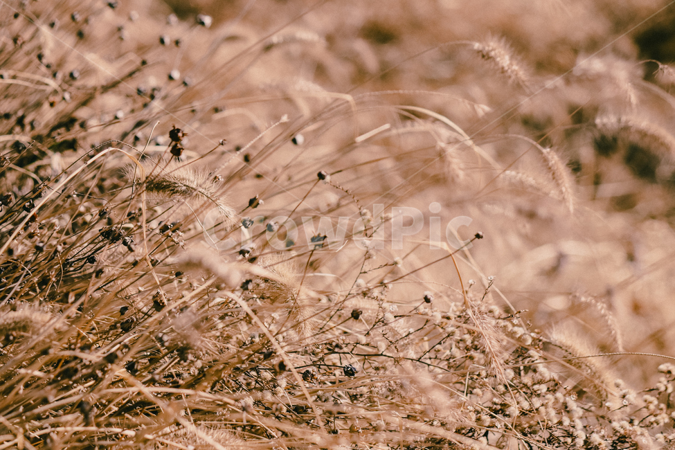 자연,풀,강아지풀,아웃포커싱,식물,식물,자연,plants,nature