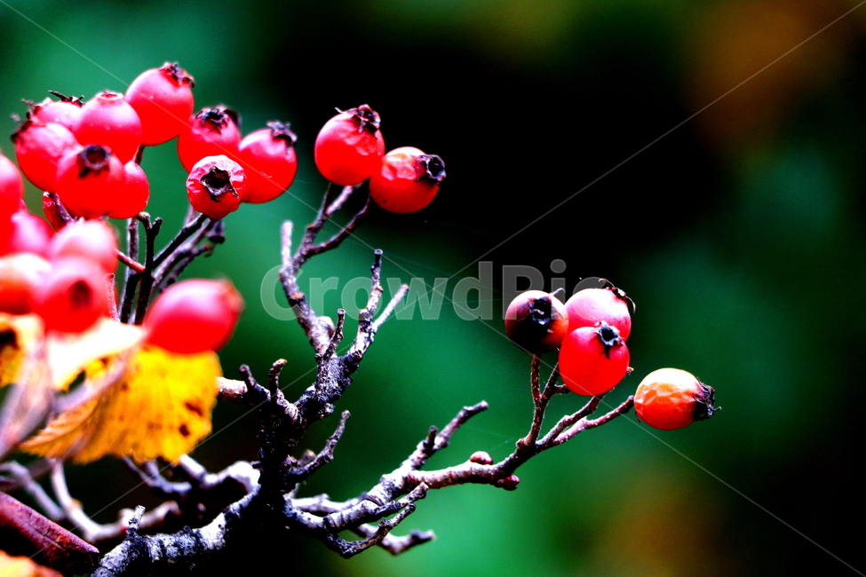 식물,열매,과일,자연,풍경,식물,자연,plants,nature,과일,열매,fruit