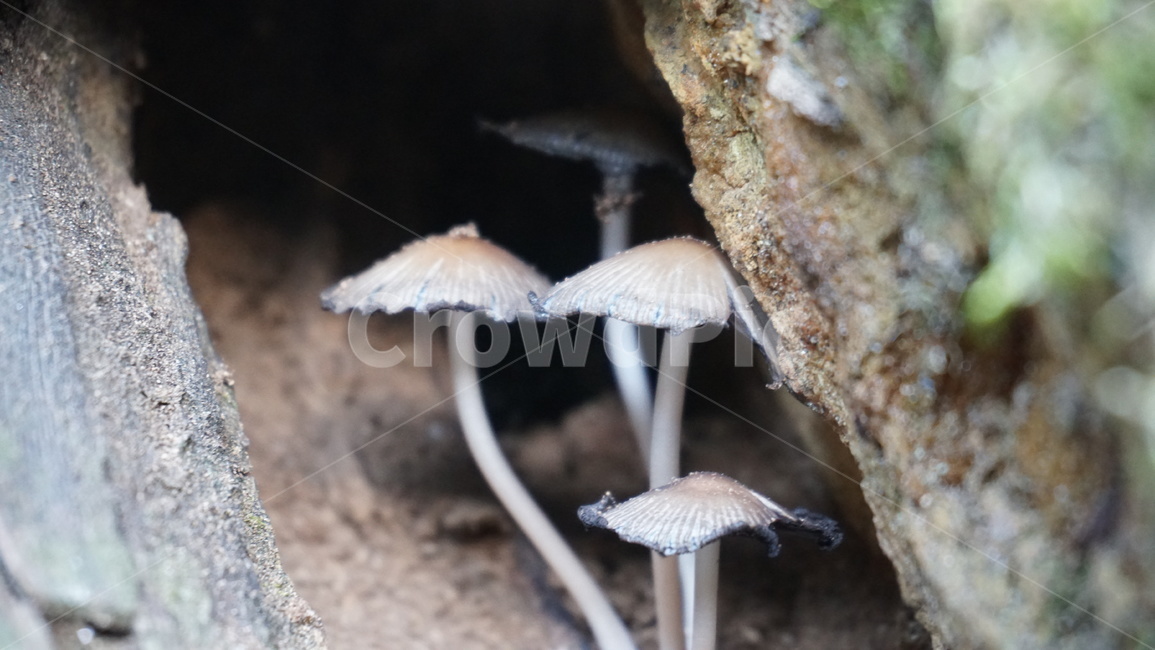 틈,버섯,야생,독버섯,고목,나무,식물,자연,plants,nature,버섯,mushroom