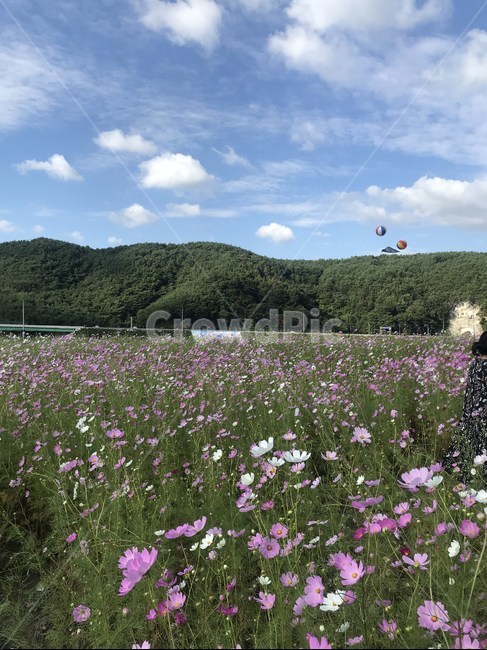 코스모스,가을,하동,꽃,하늘,구름,cosmos,flower,fall,autumn,푸릇푸릇한,푸른