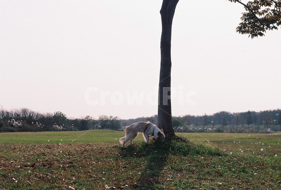 강아지,개,반려견,댕댕이,믹스견,산책,잔디,잔디밭,소풍,노즈워크,동물,animal,포유류,mammal,개,강아지,dog,doggy