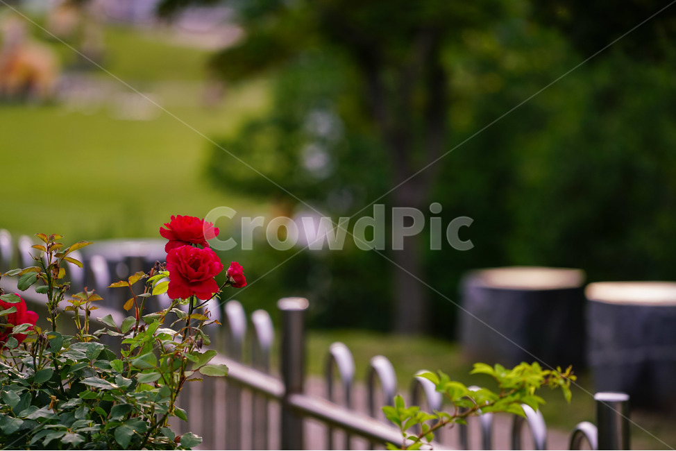 장미,5월의여왕,빨강,붉은장미,장미공원,대구,red,rose,roses,두류공원,이곡장미공원,꽃,봄,여름,식물,자연,plants,nature,꽃,flower