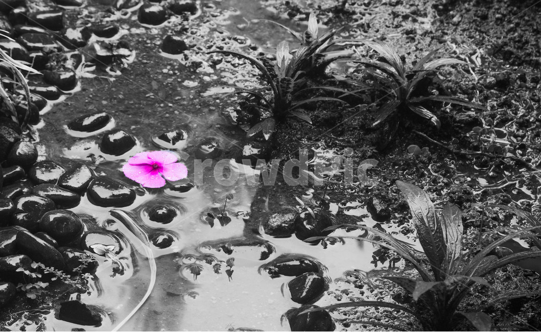 plant,식물,희망,흑백,컬러,반사,물,비,흐림