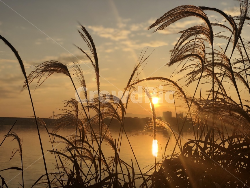 grass,plant,식물,lawn,잔디,갈대,갈대밭,가을,가을하늘,sky,autumn,flare,플레어,light,빛,sunlight,햇빛