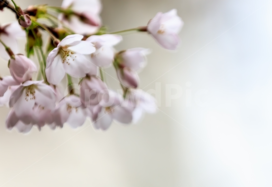 풍경,자연,나무,벚나무,벚꽃,봄,4월,식물,자연,plants,nature,봄,계절,spring,season,꽃,flower,plant