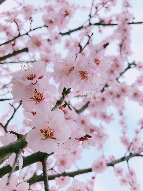 봄,벚꽃,분홍,핑크,꽃