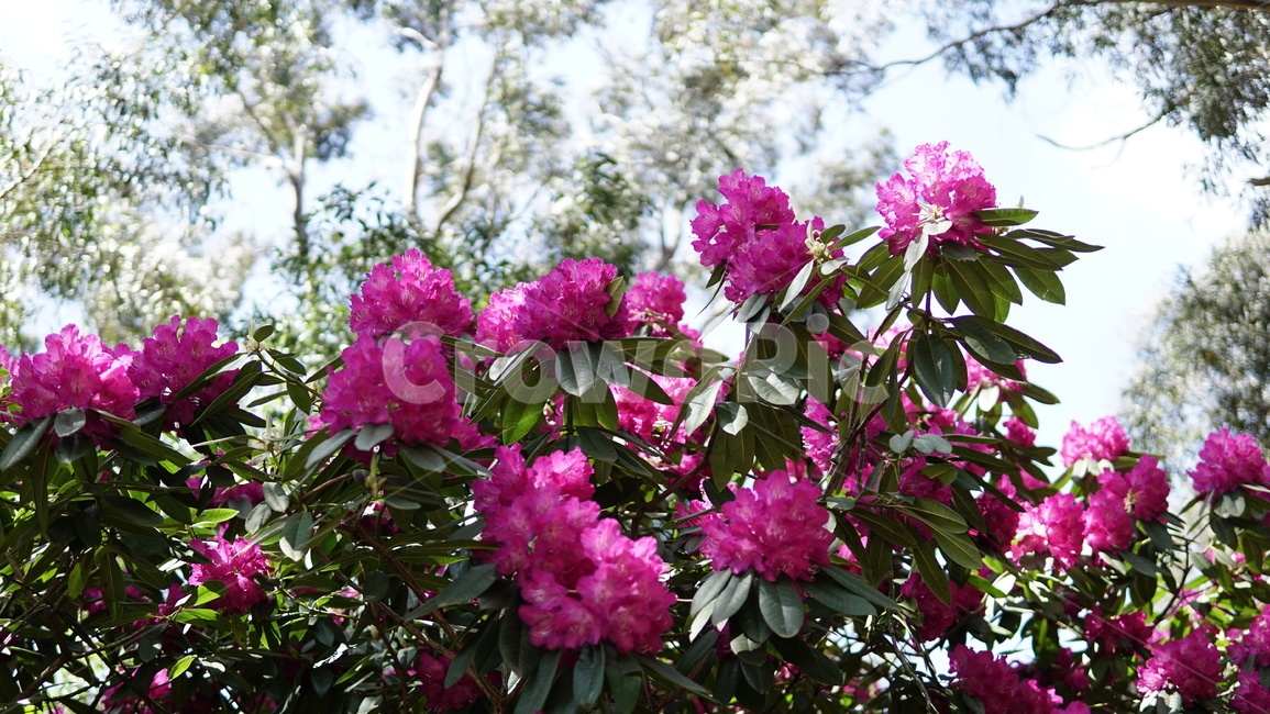plant,식물,flower,꽃,자연,식물,자연,plants,nature