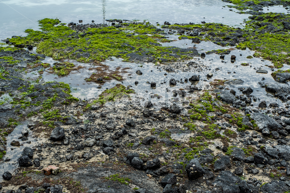 자연,제주,제주도,섬,nature,풀,이끼,물,식물,plant,자연,풍경,nature,landscape,ground,바닥,algae,조류