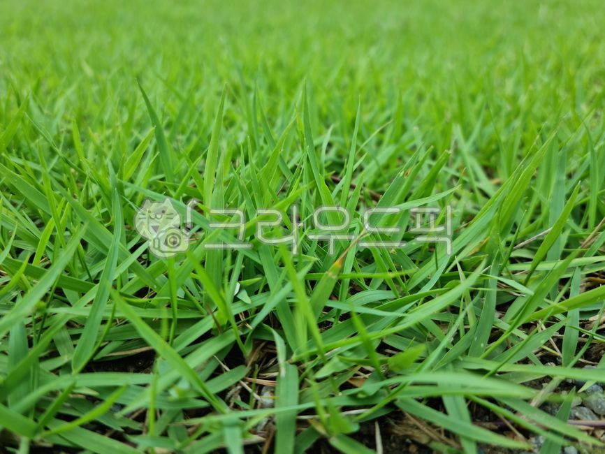 grass,background,backdrop,lawn,soccer field