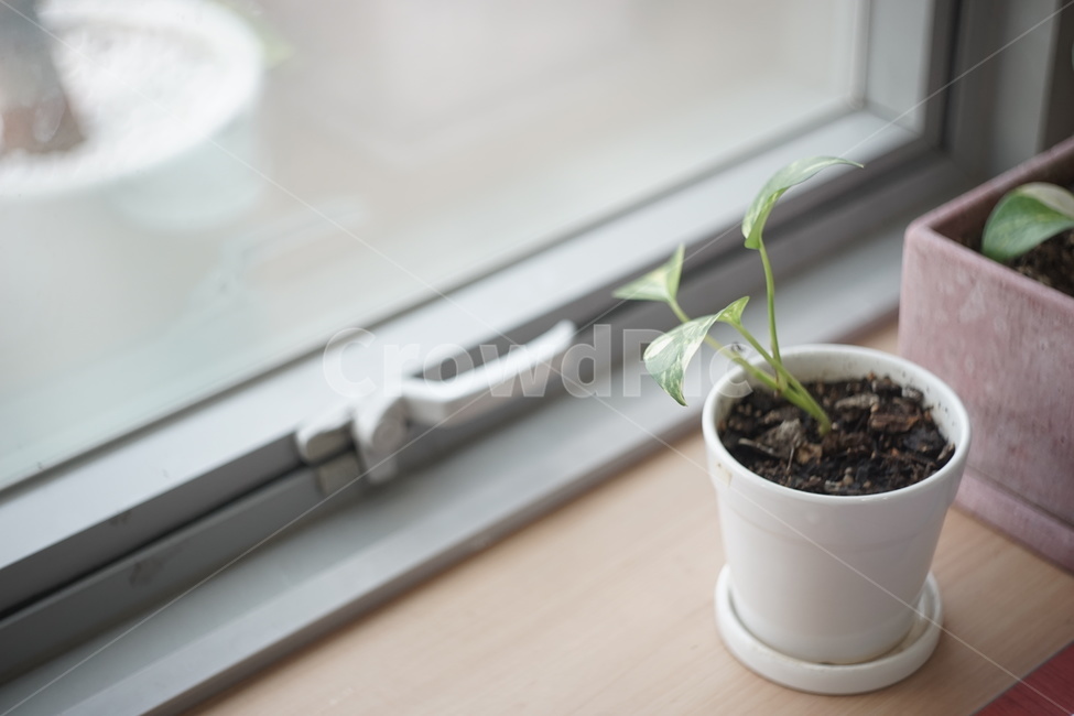 화분,꽃,flowerpot,감성,창가,식물,plant,자연,nature,생동감,fresh,창문,window,실내용화초,화분,화초,house plant