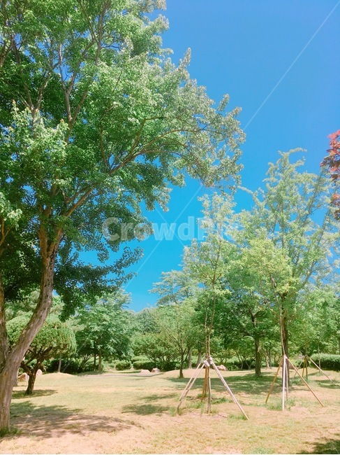 tree,나무,plant,식물,treetrunk,여름