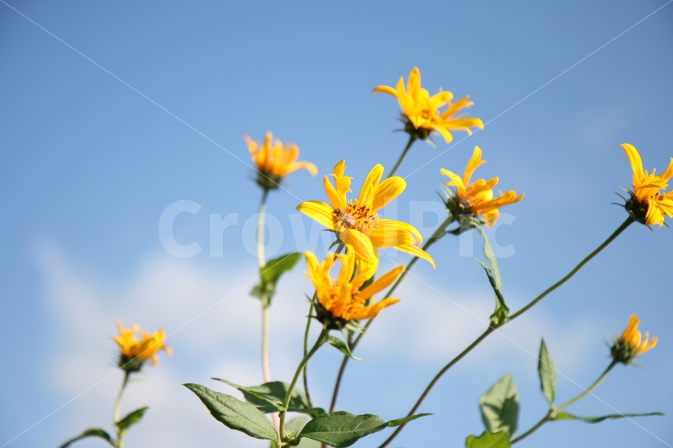 풍경,꽃,가을,벌,자연,협동,하늘,식물,자연,plants,nature,꽃,flower,동물,animal,곤충,벌레,insect,bug