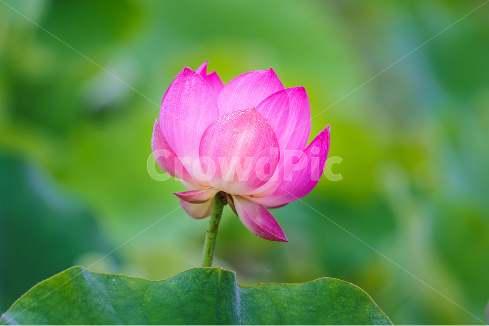 수련,연,꽃,수생식물,식물,flower,lotusflower,plants,식물,자연,plants,nature,꽃,flower