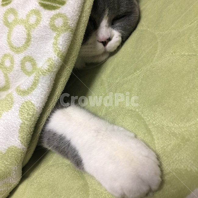 고양이발,고양이젤리,브리티시숏헤어,고양이,초록색이불