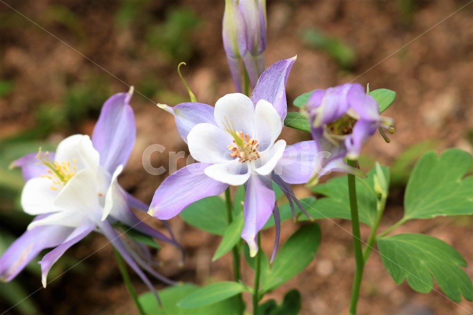 하늘매발톱,plant,식물,꽃,flower,식물,자연,plants,nature,꽃,flower