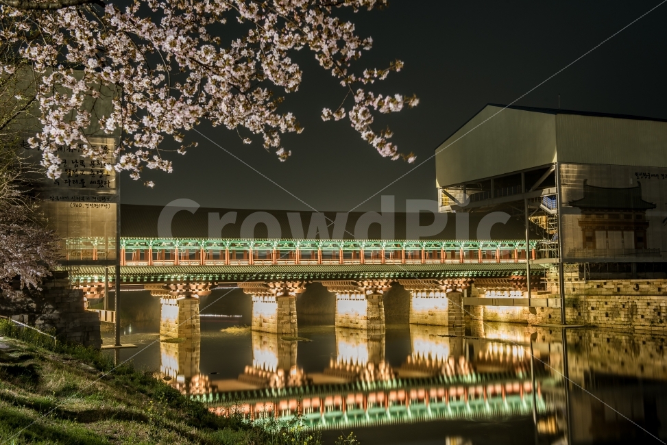 night view,cherry blossoms,Woljeong Bridge,reflection,bridge,Gyeongju