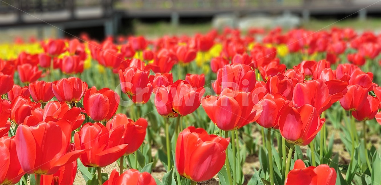 튤립,노란색,빨간색,red,yellow,꽃,자연,식물,flower,nature,그린,green,봄,계절,spring,season,식물,자연,plants,nature,꽃,flower,plant,blossom