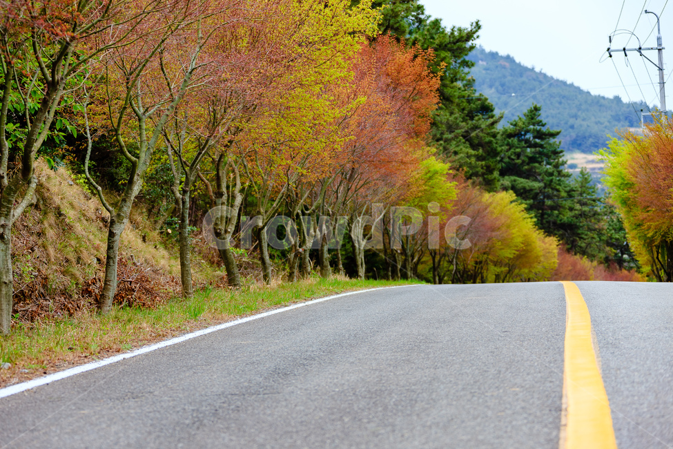 도로,나무,숲,농촌,풍경,가을,자연,풍경,nature,landscape,asphalt,아스팔트,road,highway,고속도로,freeway,고속 도로