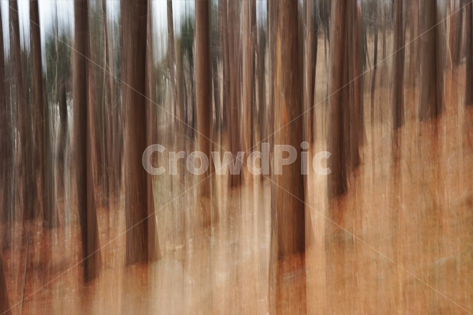 장노출,메타세콰이어숲,나무,자연,환상적,몽환적,배경사진,trees,nature,shutterspeed,longexposure,fantastic,자연,풍경,nature,landscape,wood