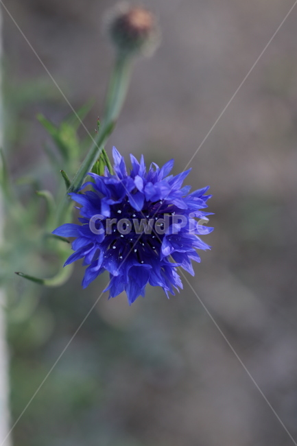 야생화,봄,꽃,wildflower,spring