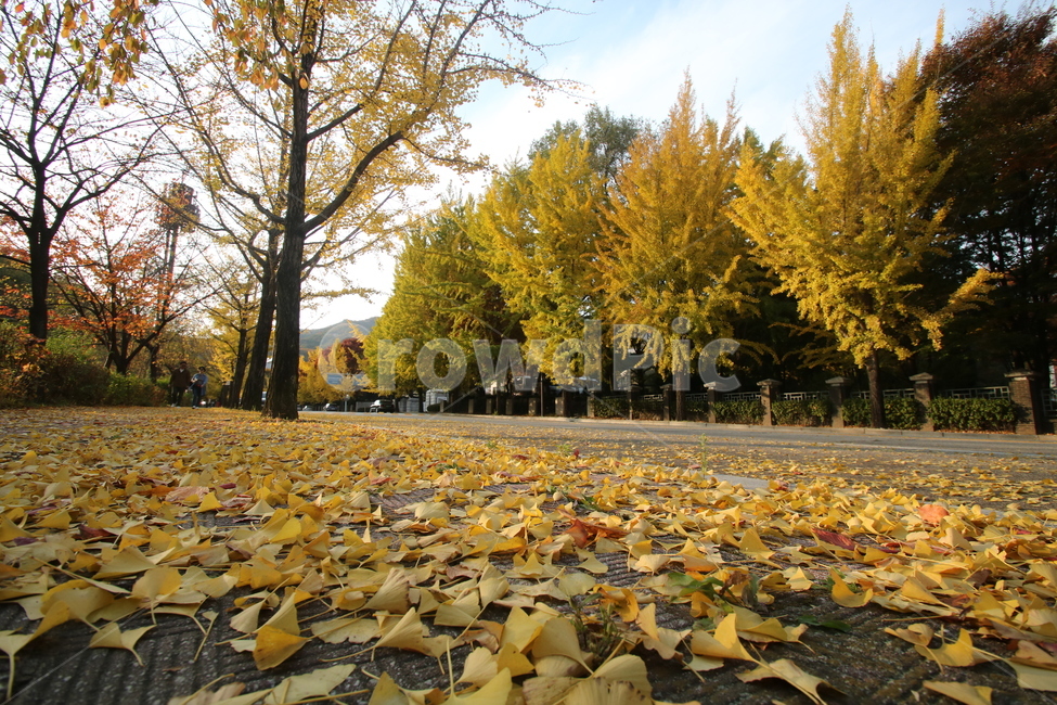 leaf,잎,가을,은행나무,maple,가을,계절,fall,autumn,season,plant,식물,tree,나무,ground,바닥