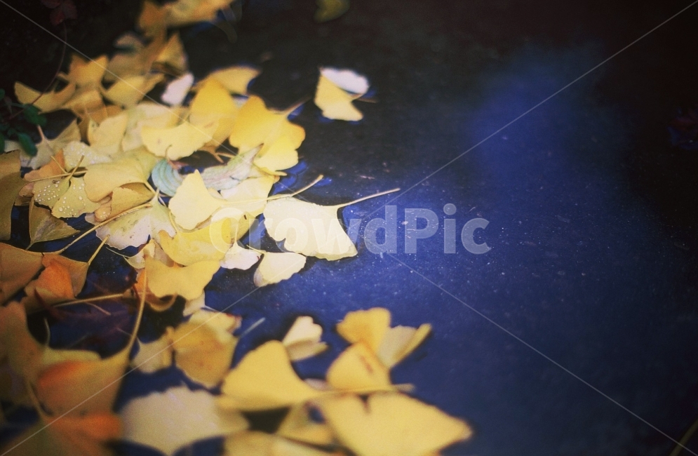 가을,단풍잎,비,가을사진,노란색,비내린가을,풍경,자연,가을,계절,fall,autumn,season,감성,sensible,feeling,leaf,잎,plant,식물