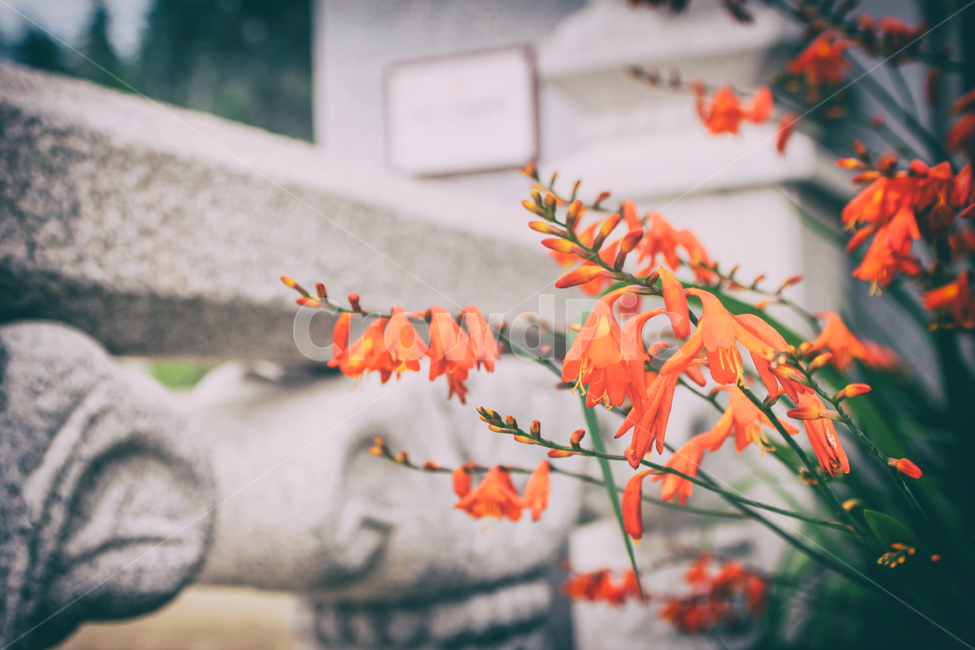 꽃,식물,자연,flowers,plant,nature,계절,seasons,감각,식물,자연,plants,nature,꽃,flower
