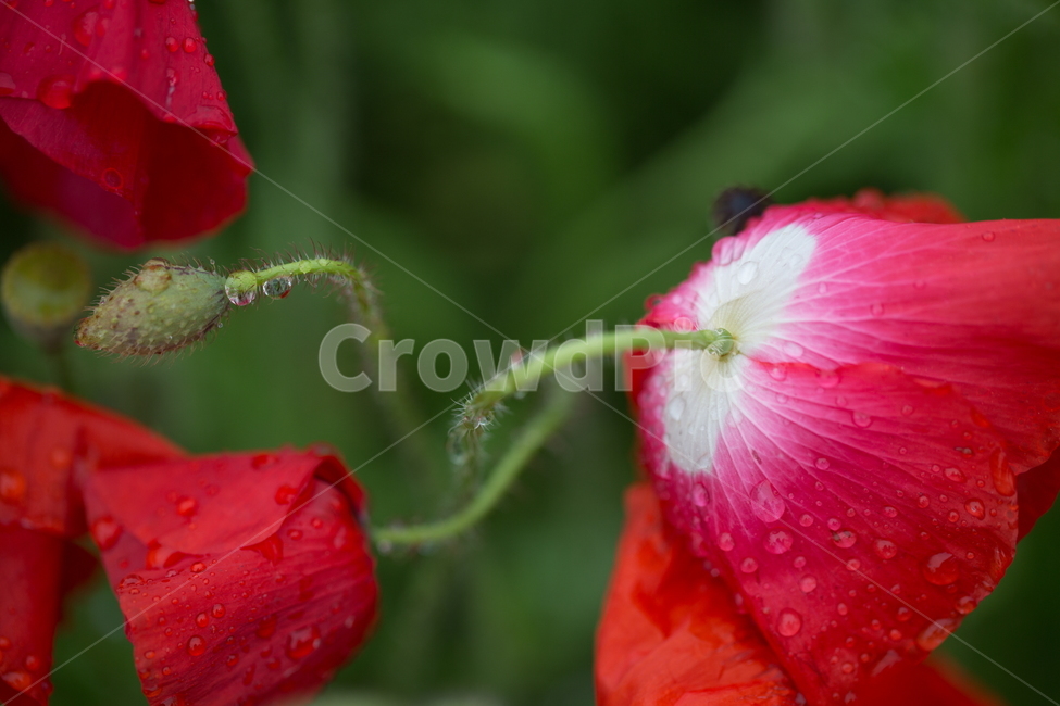 꽃,양귀비,봄,빗방울,붉은꽃,식물,자연,plants,nature,꽃,flower