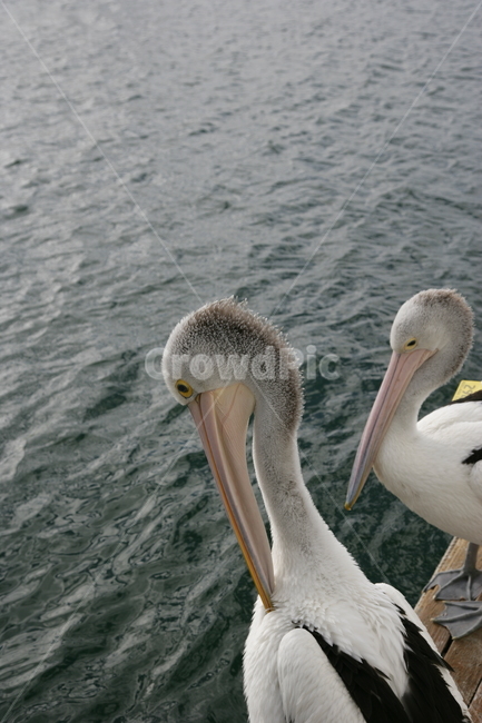 animal,동물,bird,새,펠리컨