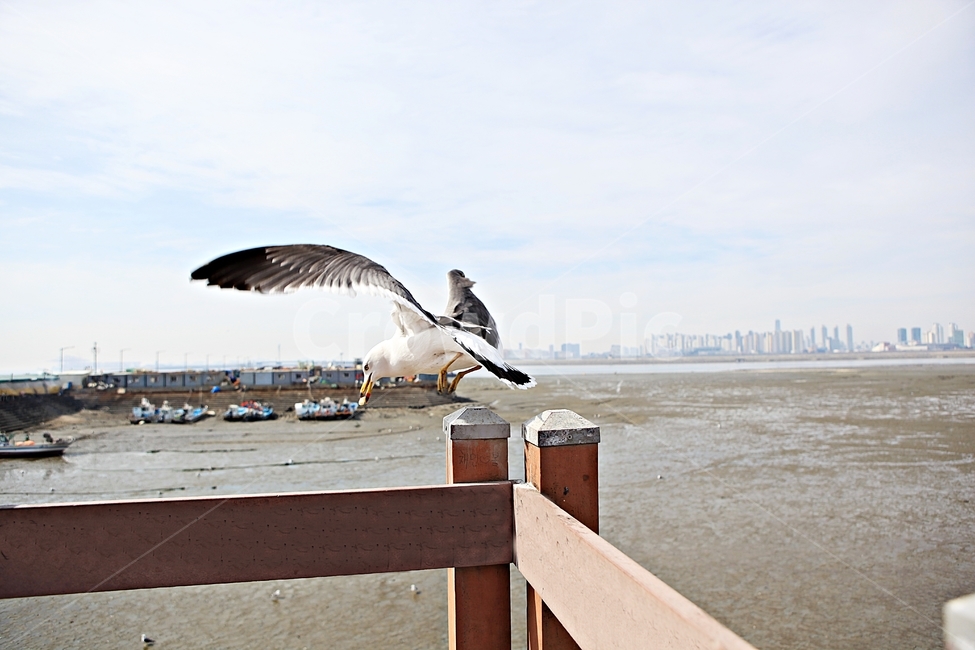 갈매기,조류,새,하늘,자연,풍경,배경,풍광,동물,animal,조류,새,birds