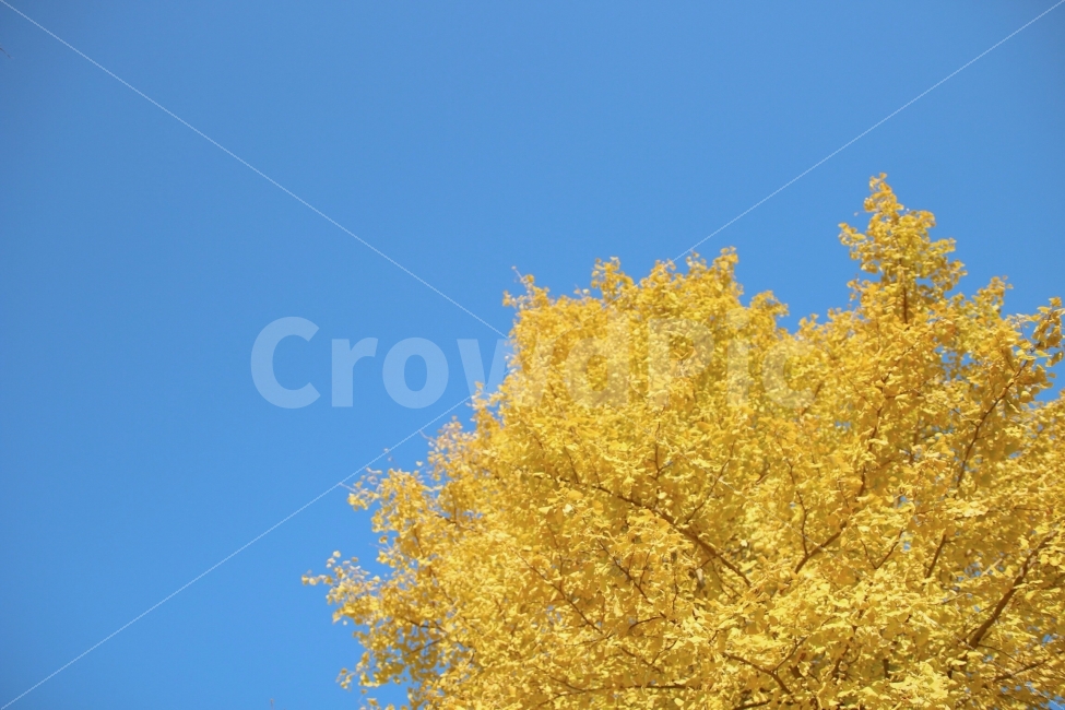 은행나무,하늘,가을,풍경,단풍,가을,계절,fall,autumn,season,식물,자연,plants,nature,나무,trees,wood,plant
