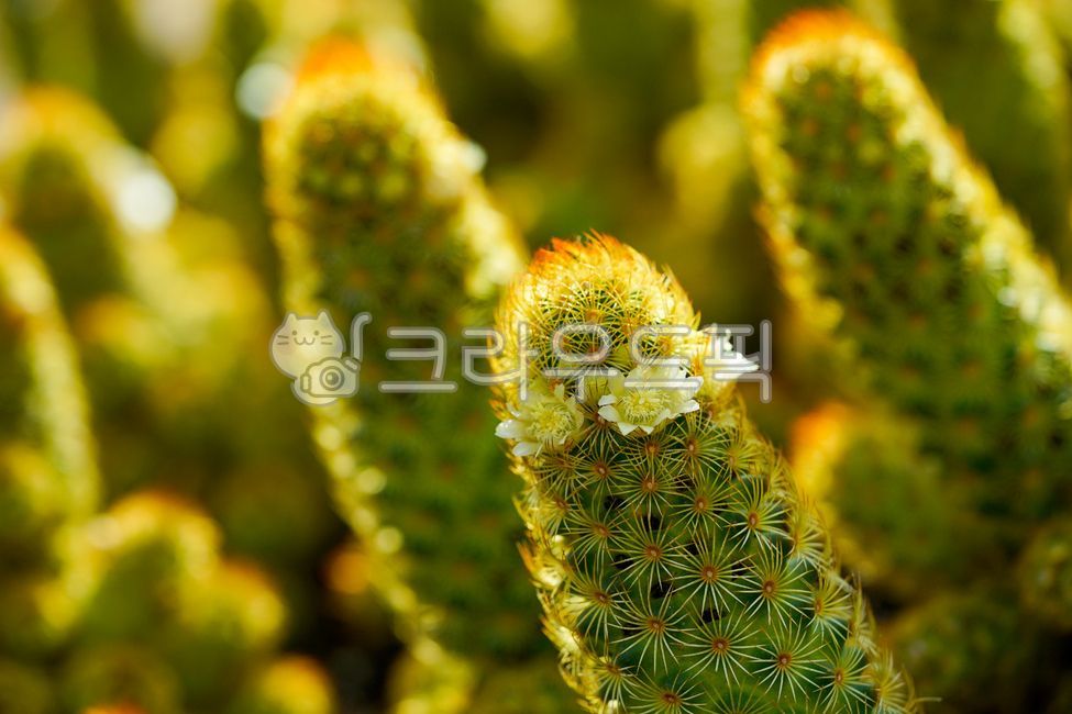 황금사선인장,plant,식물,선인장,선인장꽃