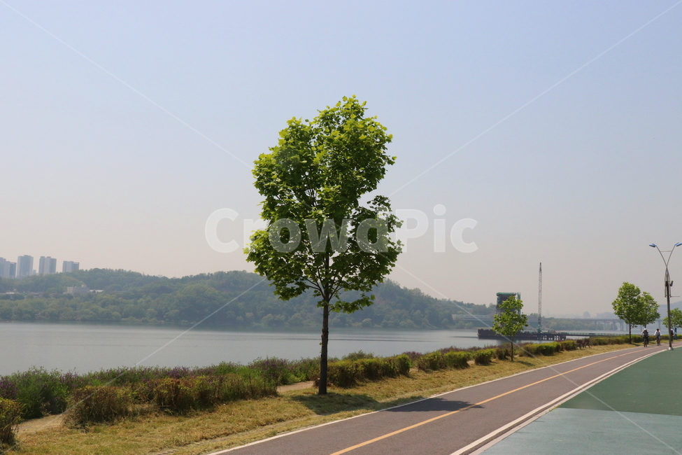 나무,공원,한그루,강,한강,그림자,도로,자전거도로,시민공원,풍경,자연