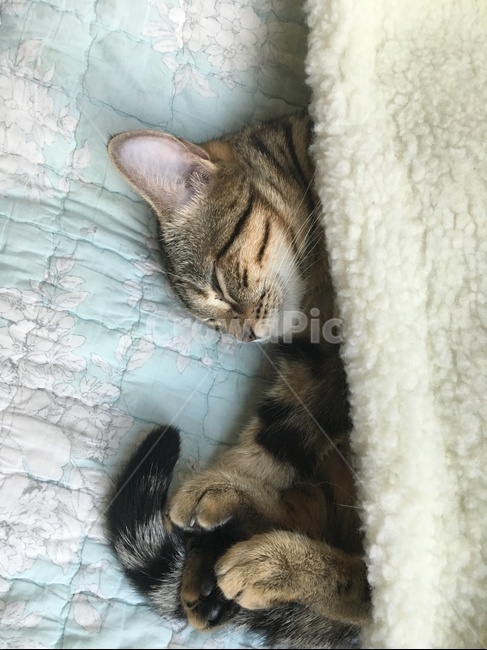 고양이,낮잠,이불,침대,뱅갈,벵갈,동물,animal,포유류,mammal,고양이,cat,kitten,kitty