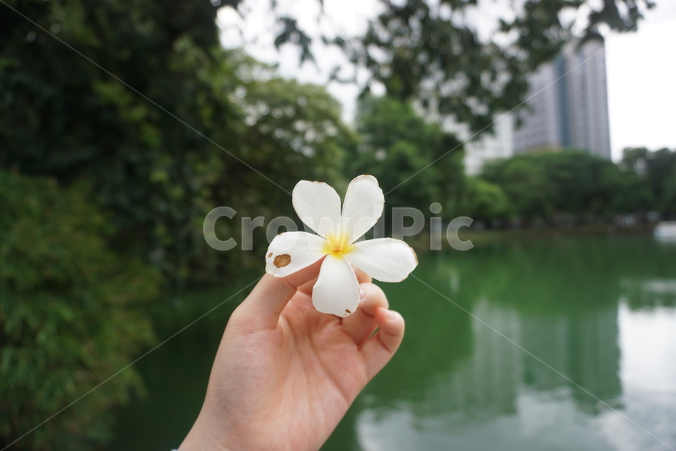 꽃,식물,손,사람,초록,person,plant,flower,green,white,hand