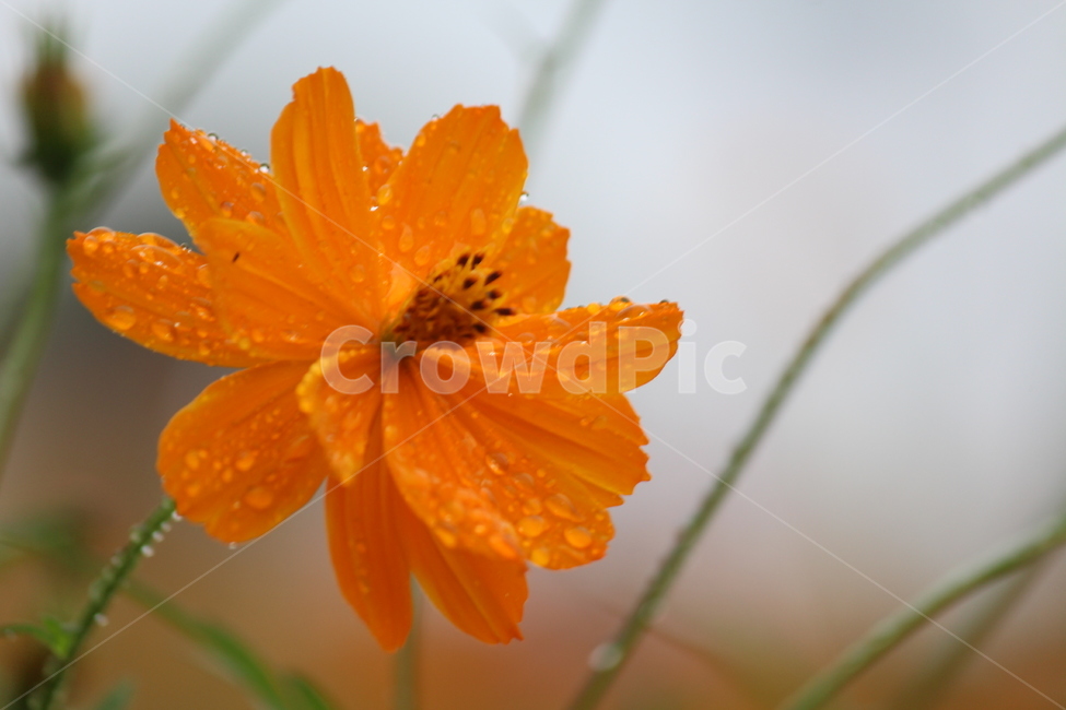 노랑코스모스,황화코스모스,자연,꽃,식물,물방울,flower,한송이,주황색,가을,계절,fall,autumn,season,식물,자연,plants,nature,꽃,flower,plant