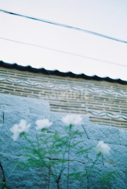 한옥,담벼락,한국주택,벽,담