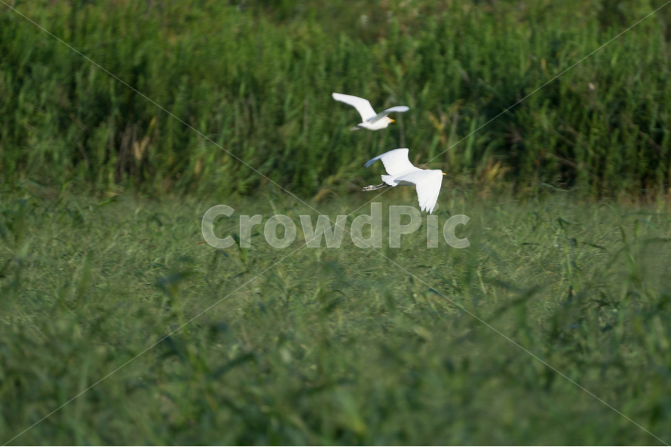 조류,탐조,새,텃새,철새,bird,동물,animal,조류,새,birds
