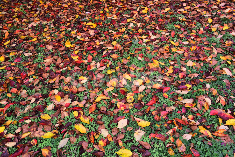 가을,가을배경,가을감성,낙엽,잎,잎새,이파리,잎사귀,옥외,야외,아웃도어,fall,autumn,outdoor,leaf,maple,colorful,season,background,natural,식물,plant,토끼풀,자연,계절,시즌,백그라운드,칼라풀,컬러풀,늦가을,가을,계절,fall,autumn,season,ground,바닥,paper,종이,confetti,색종이 조각