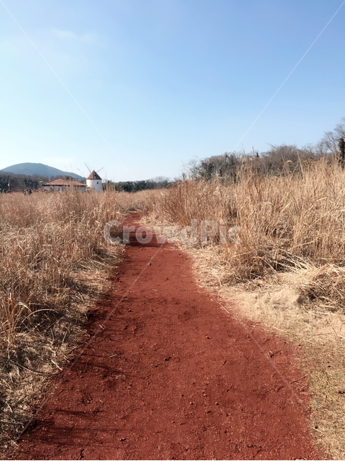 갈대,갈대밭,풍차,제주도,풍경,가을,계절,가을,계절,fall,autumn,season,자연,풍경,nature,landscape,ground,바닥,gravel,자갈,dirt road,흙길,road,도로