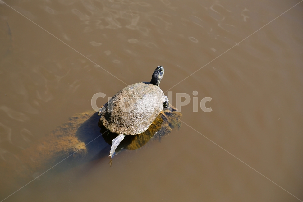 거북,거북이,자라,연못,생태계,동물,animal,파충류,양서류,reptile,amphibian