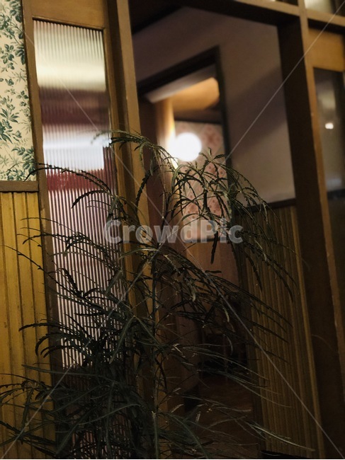 식물,불빛,빛,카페,집,인테리어,실내디자인,interior design