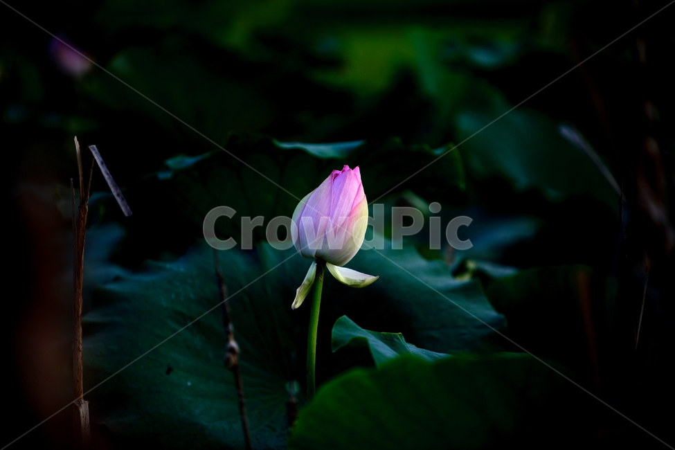 연꽃,연꽃잎,연잎,식물,불교,자연,분홍꽃,초록,꽃,식물,자연,plants,nature,꽃,flower