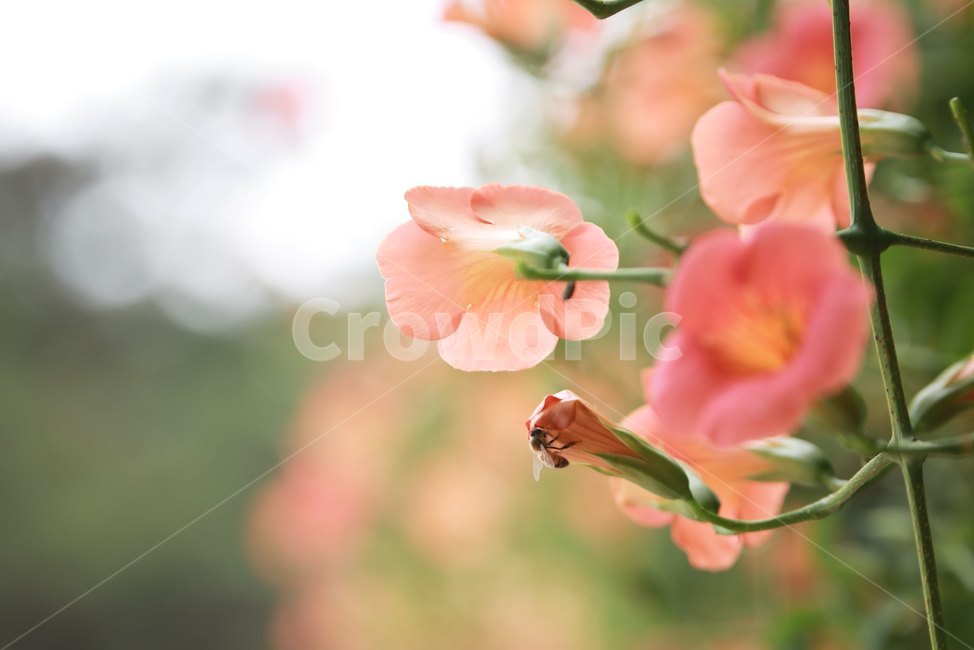 능소화,여름꽃,주황색,꽃,감성,식물,자연,plants,nature,꽃,flower
